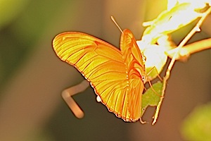 Horaces Duskywing Butterfly